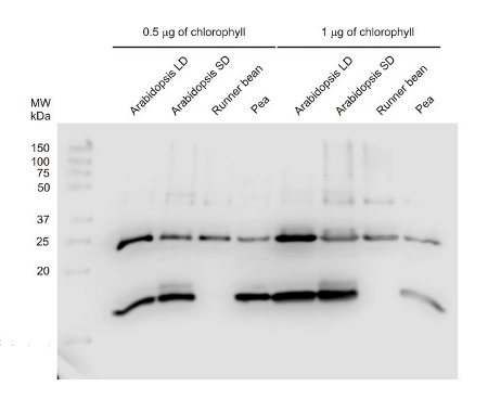 Western blot using anti-CURT1A antibodies